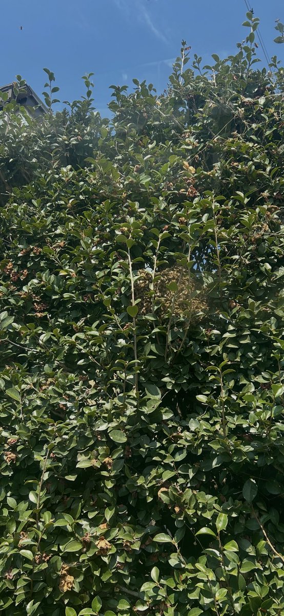 いちかわ tweet media