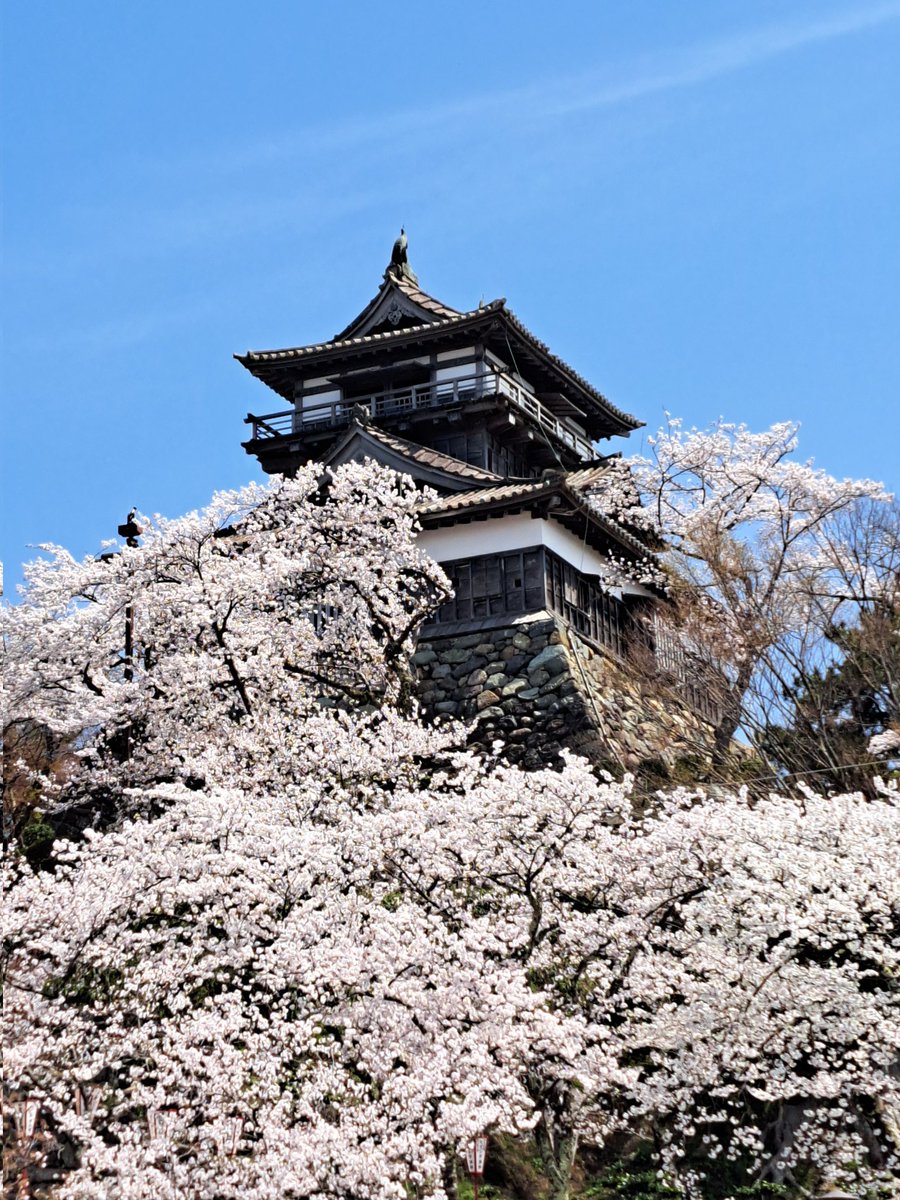 福井県 丸岡城でお花見。。。