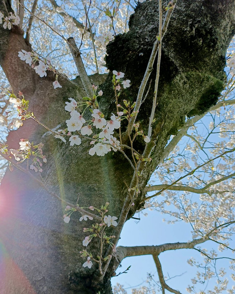 TUS_PR's tweet photo. #理科大百景
野田キャンパスでは満開の桜が咲き誇っています。
やわらかな春の景色に、思わず足を止めてしまいます。
近くにお越しの際はぜひ桜並木をお楽しみください🌸 https://t.co/VCR1kUrKp7