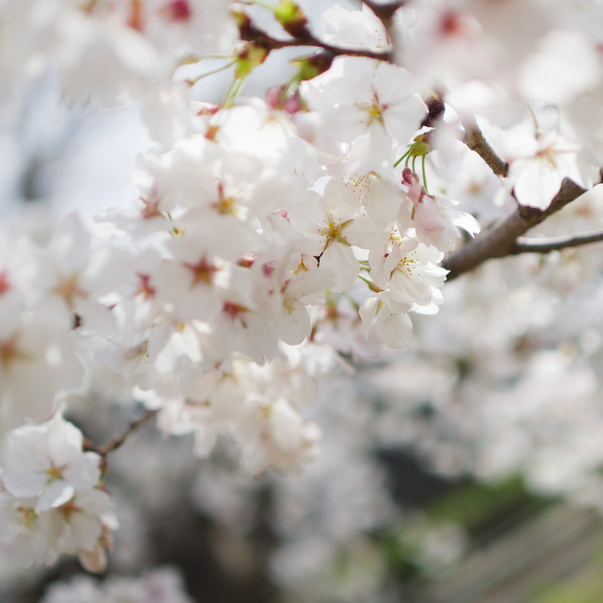 やぎパカ🐧 tweet media