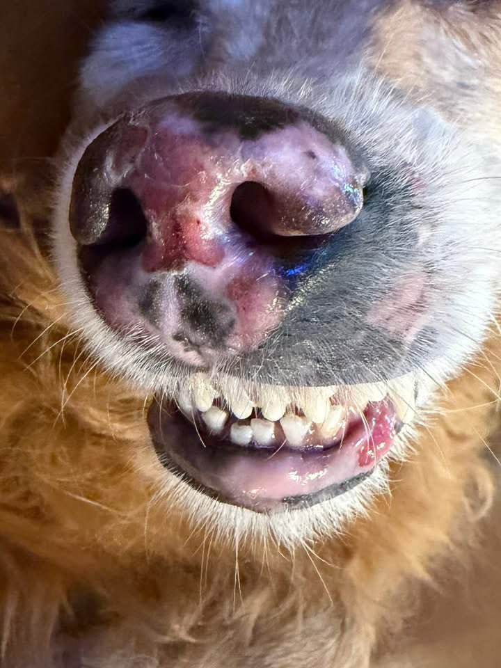 Zen✨WECK tweet media