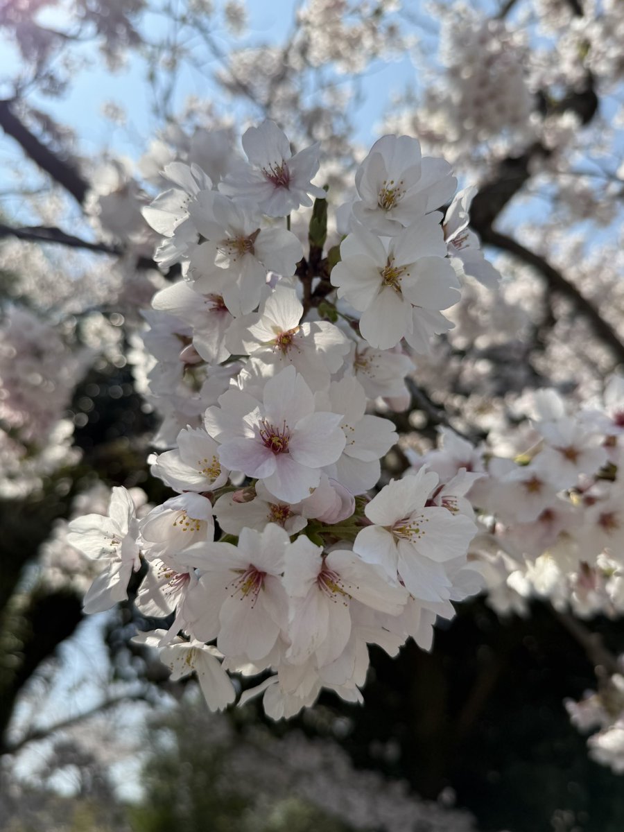 トリープ tweet media