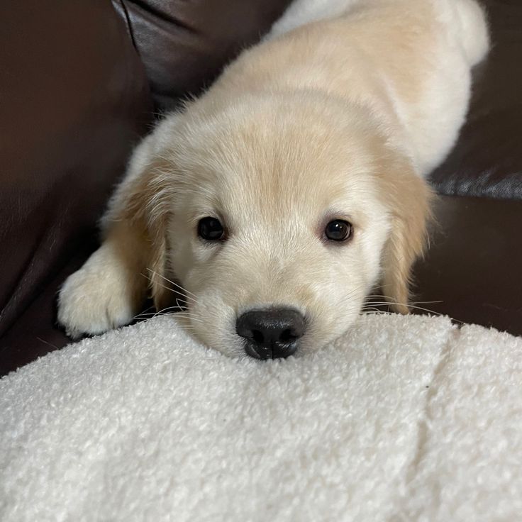 Puppies tweet media