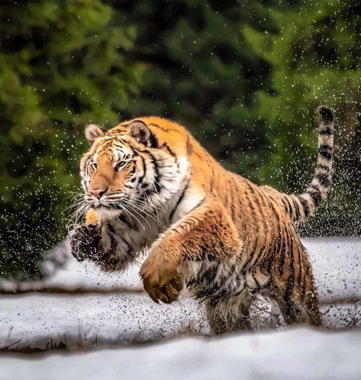 ANIMAL KINGDOM tweet media