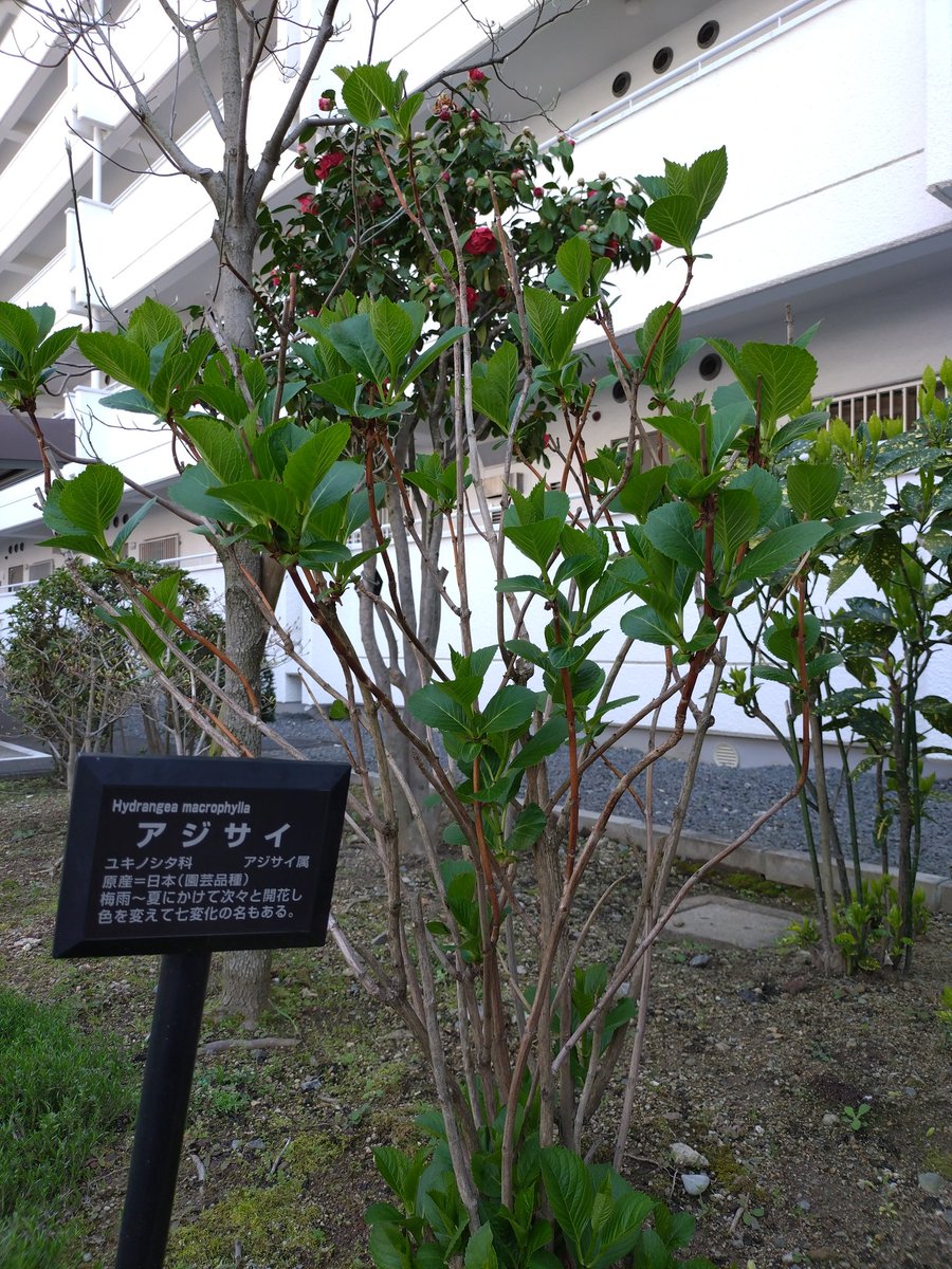 本日(4月3日・金曜日)、家で資料読みと資料作成。気晴らしに少し散歩。写真は我が住処裏駐輪場の植物。ツバキに大きな蕾いくつか。アジサイはこれから。楽しみ。
#椿　#紫陽花
