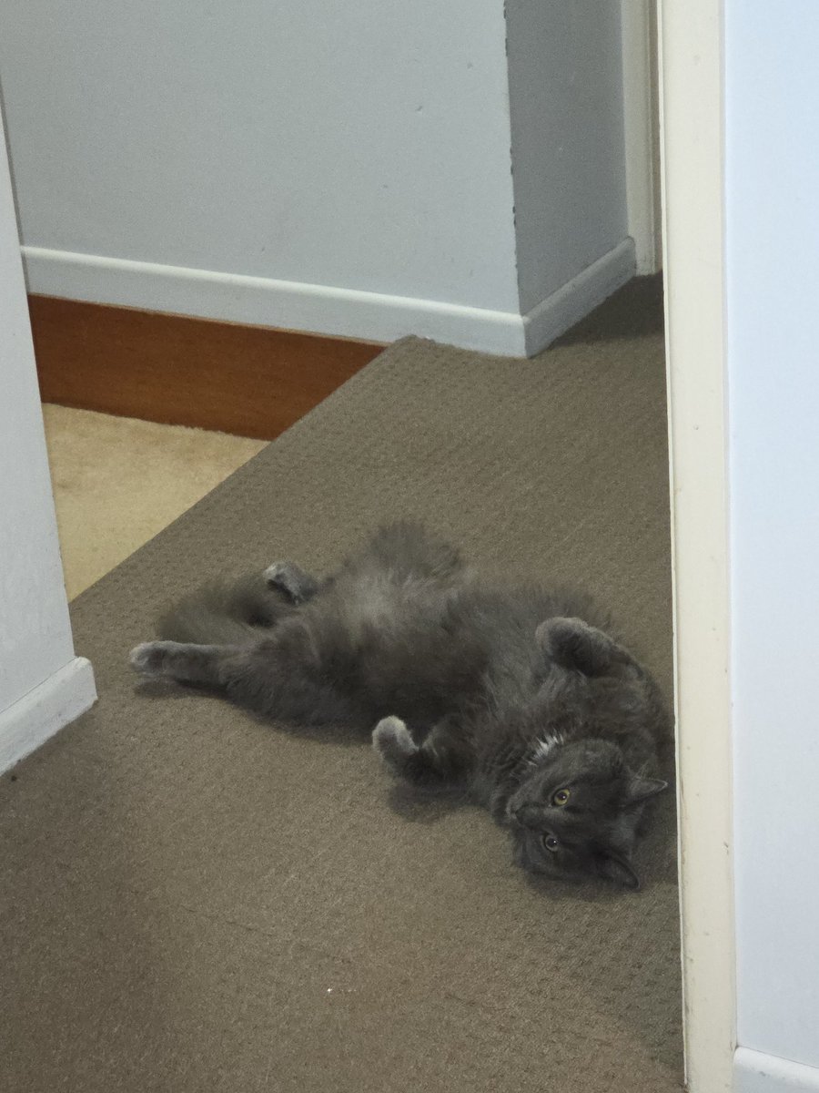 TreVHS 🇦🇺 tweet media