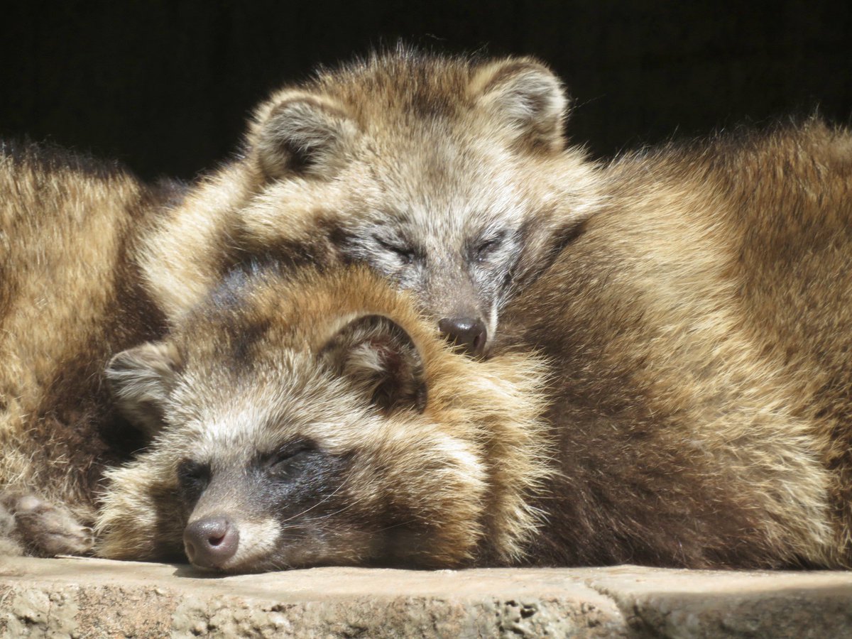 たちだコロネ tweet media