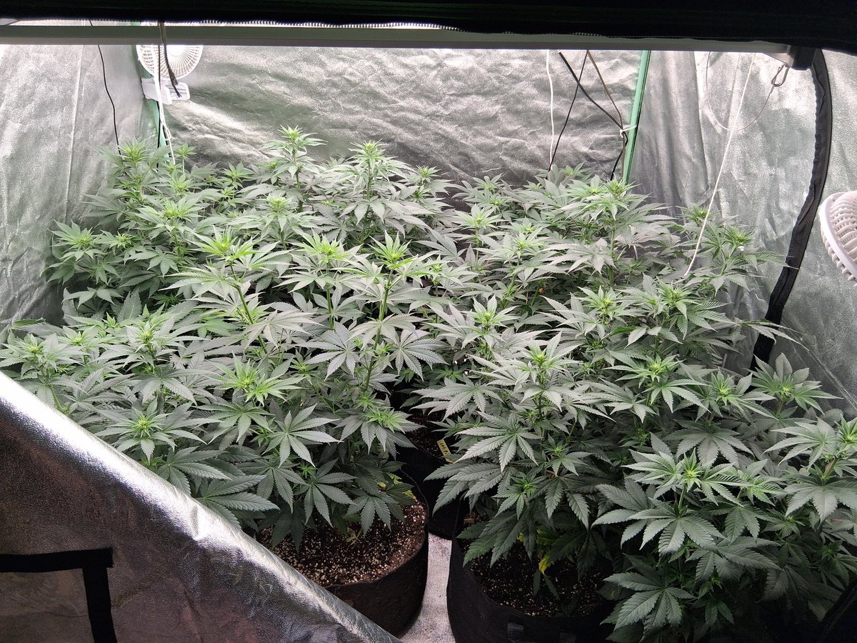 headweight genetics tweet media