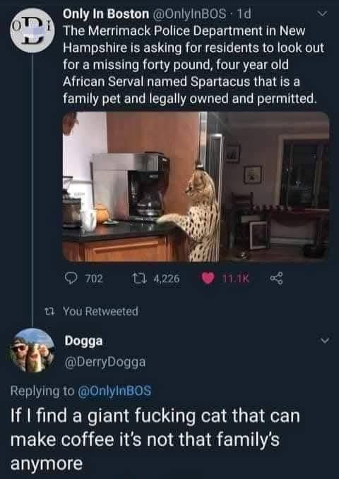 Smudge The Insult Cat 🐀 tweet media