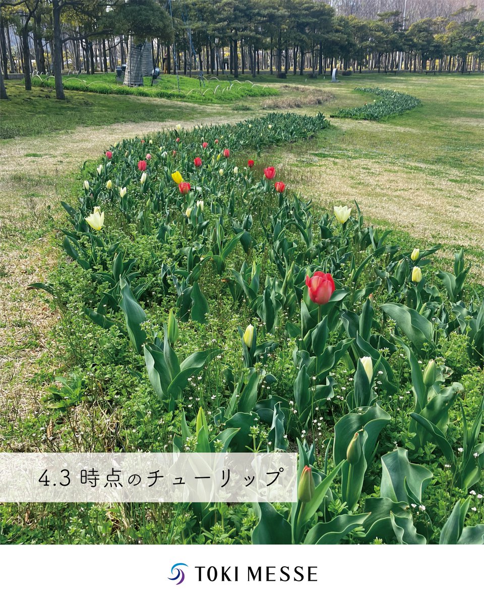 朱鷺メッセ tweet media