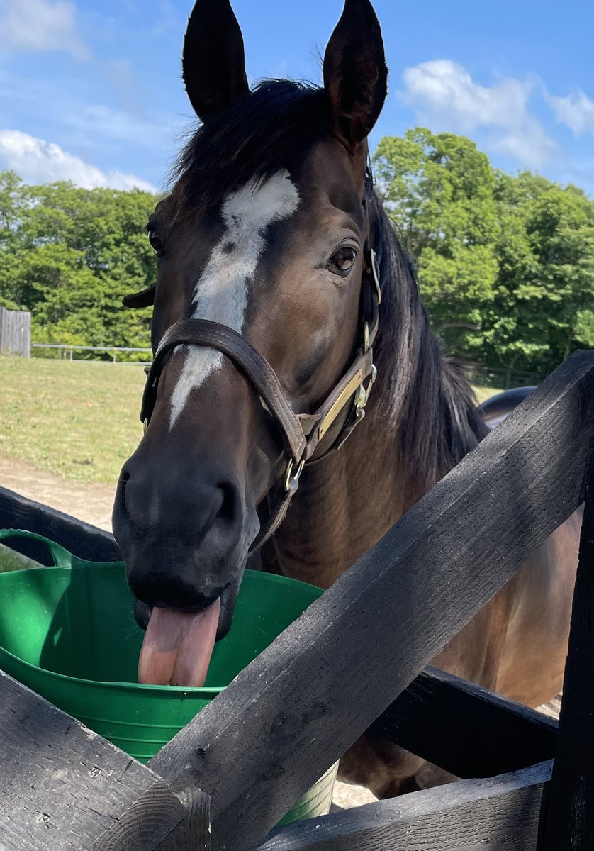 Chiesama tweet media