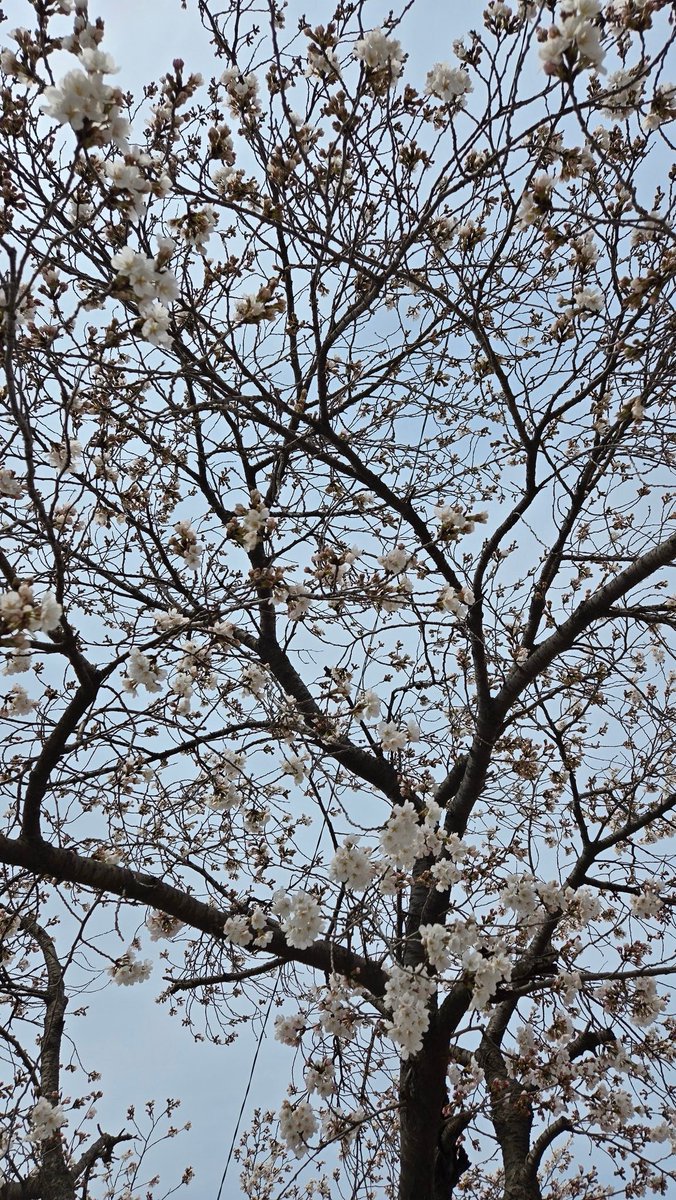 🍒 이니별 🍒 tweet media