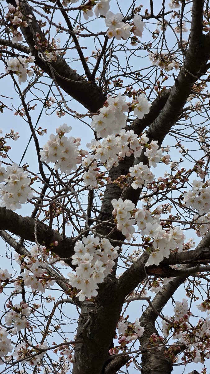 🍒 이니별 🍒 tweet media