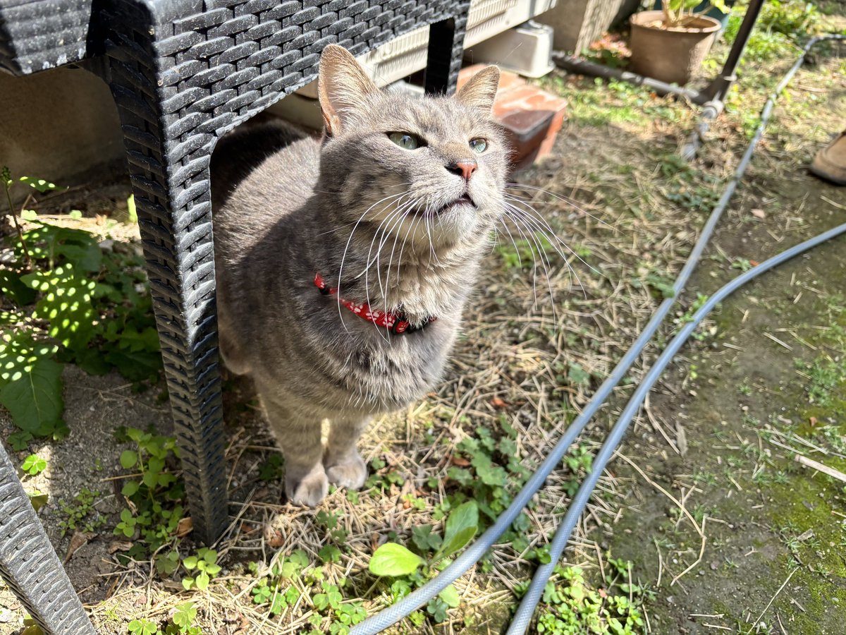 ok_orientaru's tweet photo. 春らしい暖かな天気だったので、
ジッポが庭でおばあちゃんと水やり！
まぁ、気持ちが良いのか、撫でられてご機嫌！
・・・ホンとに春は良いよね！

#外猫　#猫のいる暮らし　#猫のいる幸せ　#暖かな天気　#庭 https://t.co/vDz00goVNr