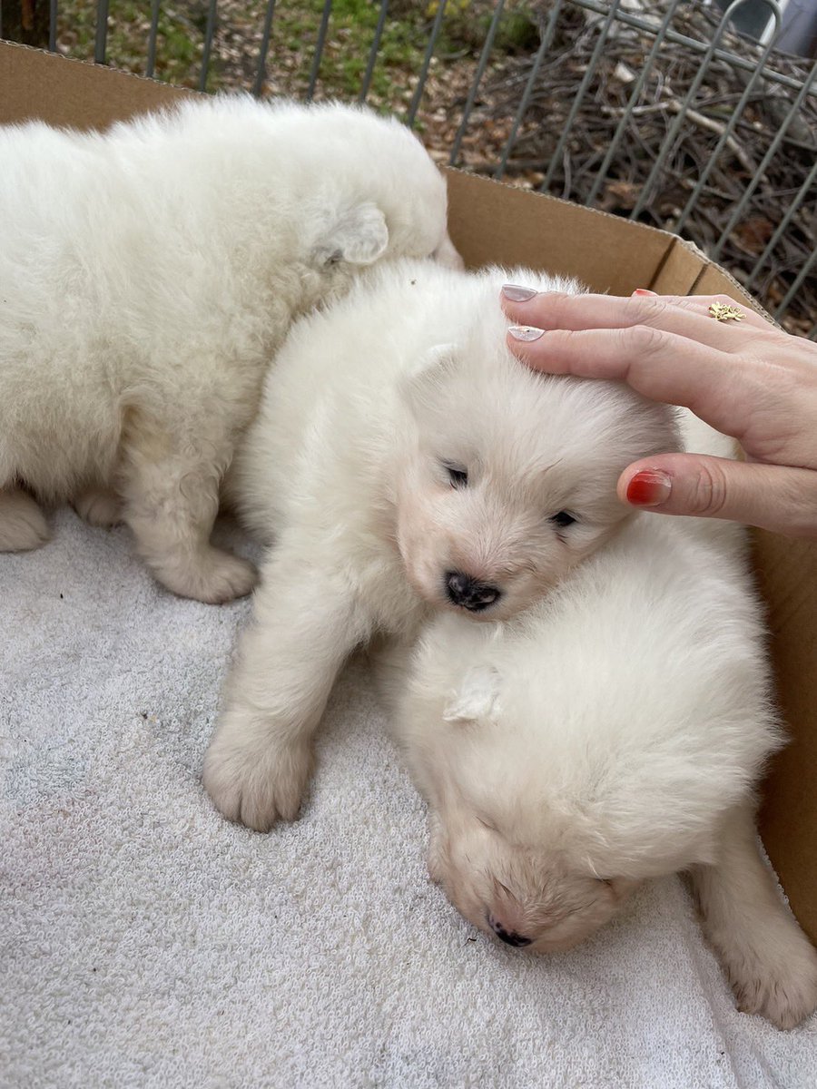 Bond🐻‍❄️Samoyed tweet media