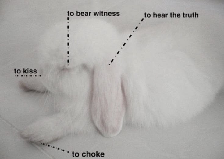 Cutes Animals tweet media