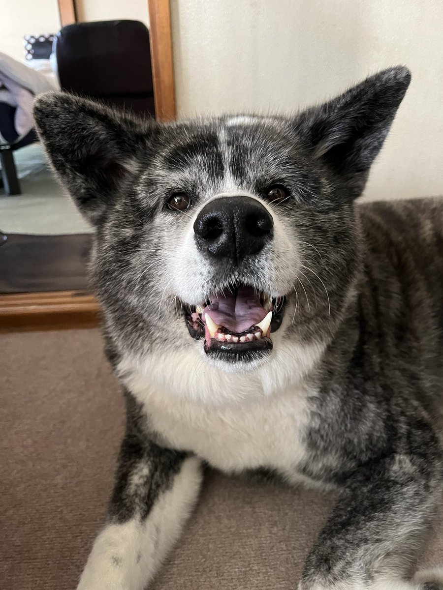 あきこ tweet media