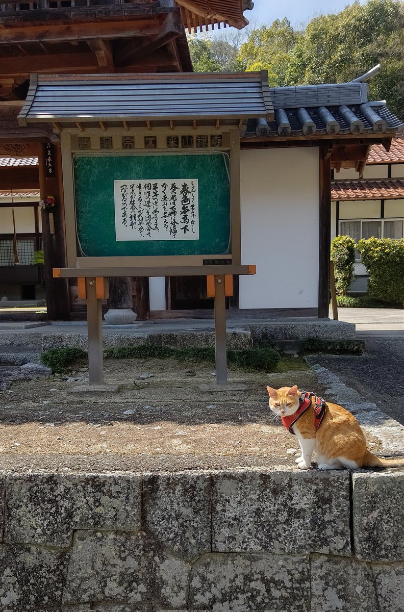 beisanji's tweet photo. 春の陽気で気分も上昇🎵
我が家の猫😸も散歩をせがみ、トカゲを追いかけ始めるこの季節😅
何か新しいことを始めたくなりますね。 https://t.co/j2KzBl9z7y