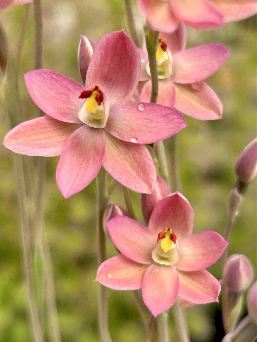 ニシゴロウ tweet media