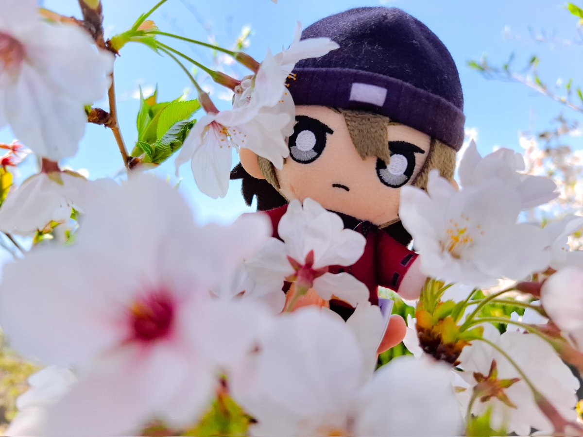 ぴよぴよ tweet media