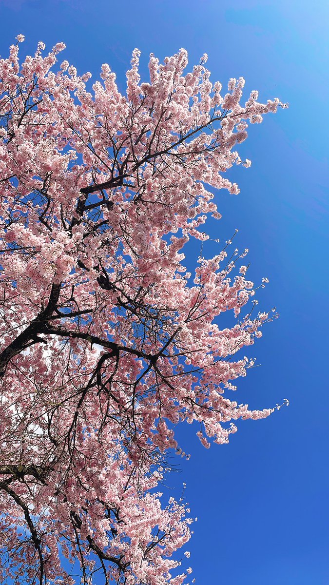 mitani_lien_CC2's tweet photo. 皆様、桜を見ると思い出すのはどんな曲でしょうか？
LieN－リアン－楽曲にも素敵な歌がございます。
『晴天桜花🌸』
この時期ずっと脳内再生中。
#ドットハック #リアン #桜といえばこの曲 https://t.co/Pr9dL1C59C