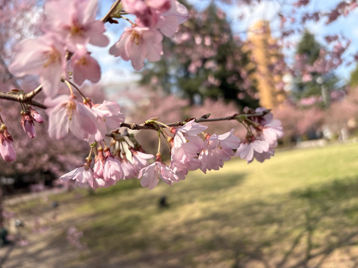 春藤佳乃 しゅんどうかの tweet media