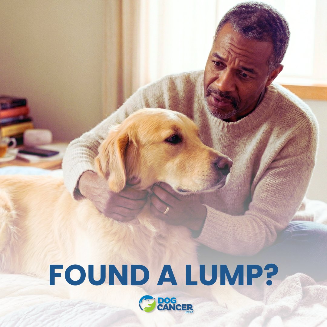 Dog Cancer Help tweet media