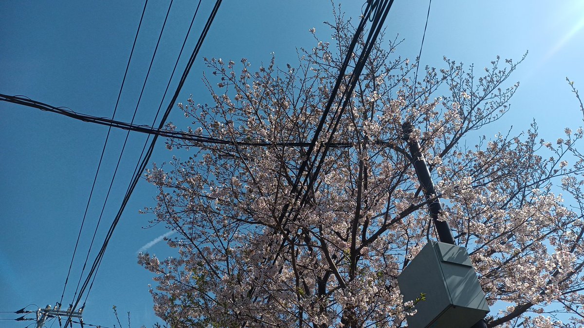 れぷしぃ tweet media