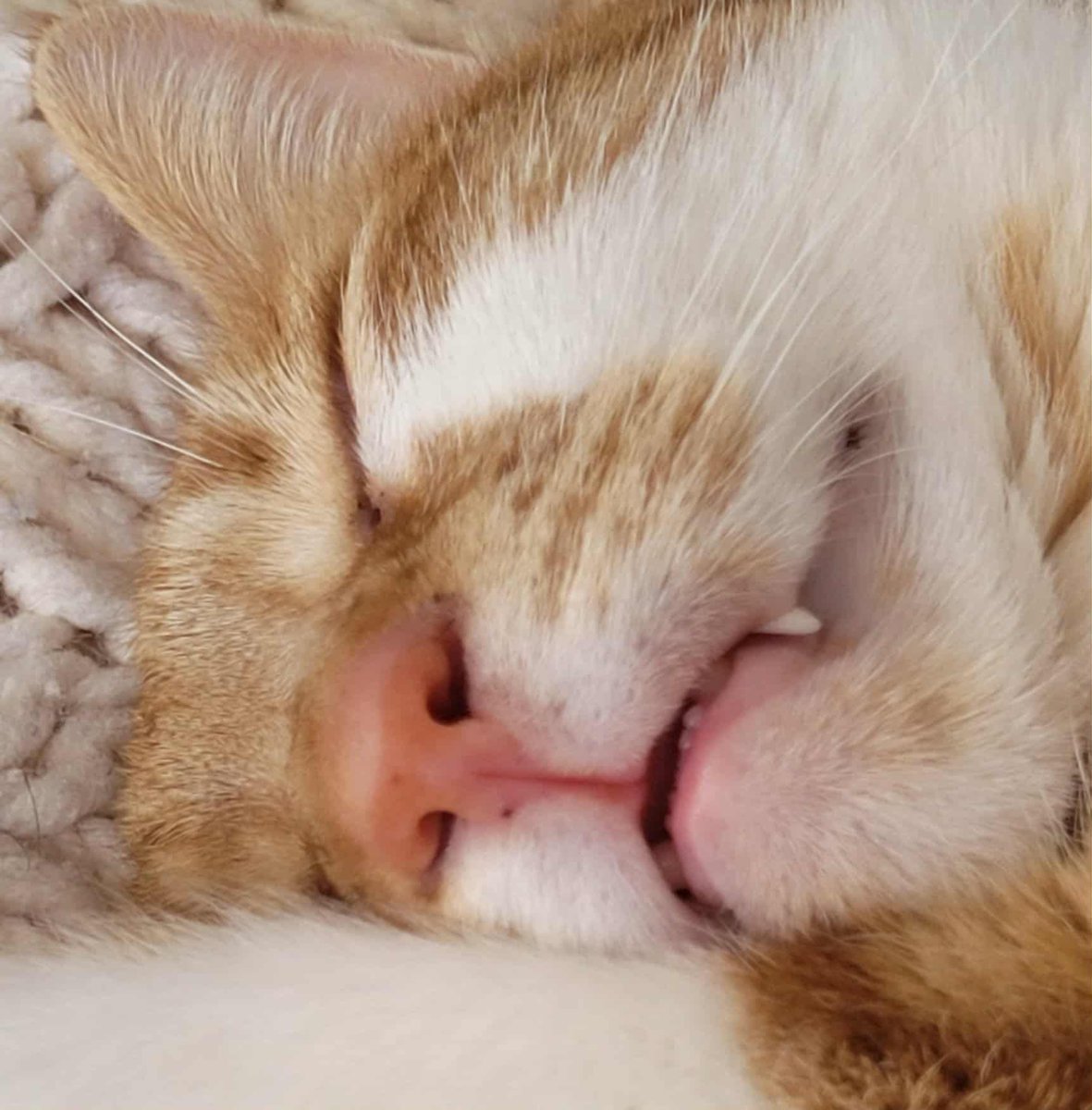 Terry @MahsMining🍁 tweet media