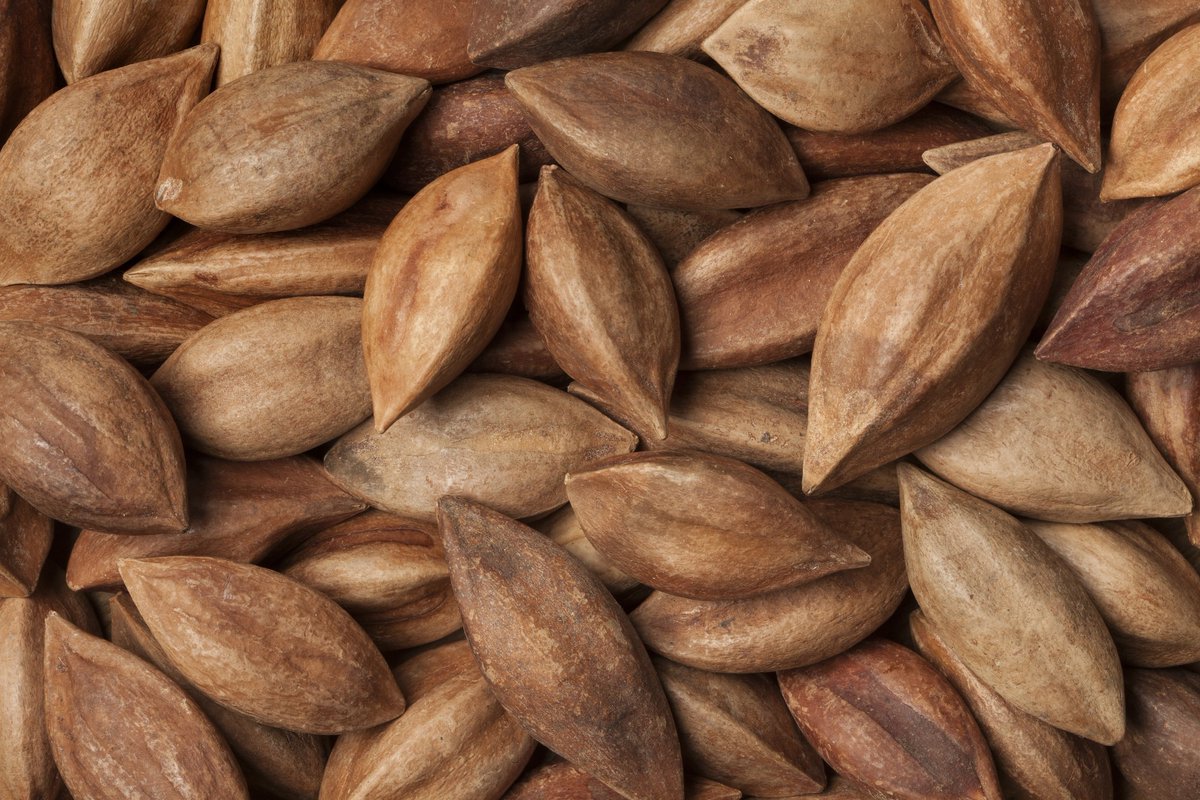 NewsMedical's tweet image. Ever tried pili nuts? 🌰 These tropical superfoods are packed with heart-healthy monounsaturated fats and essential minerals.  news-medical.net/health/Pili-Nu… #PiliNuts #Superfoods #Nutrition