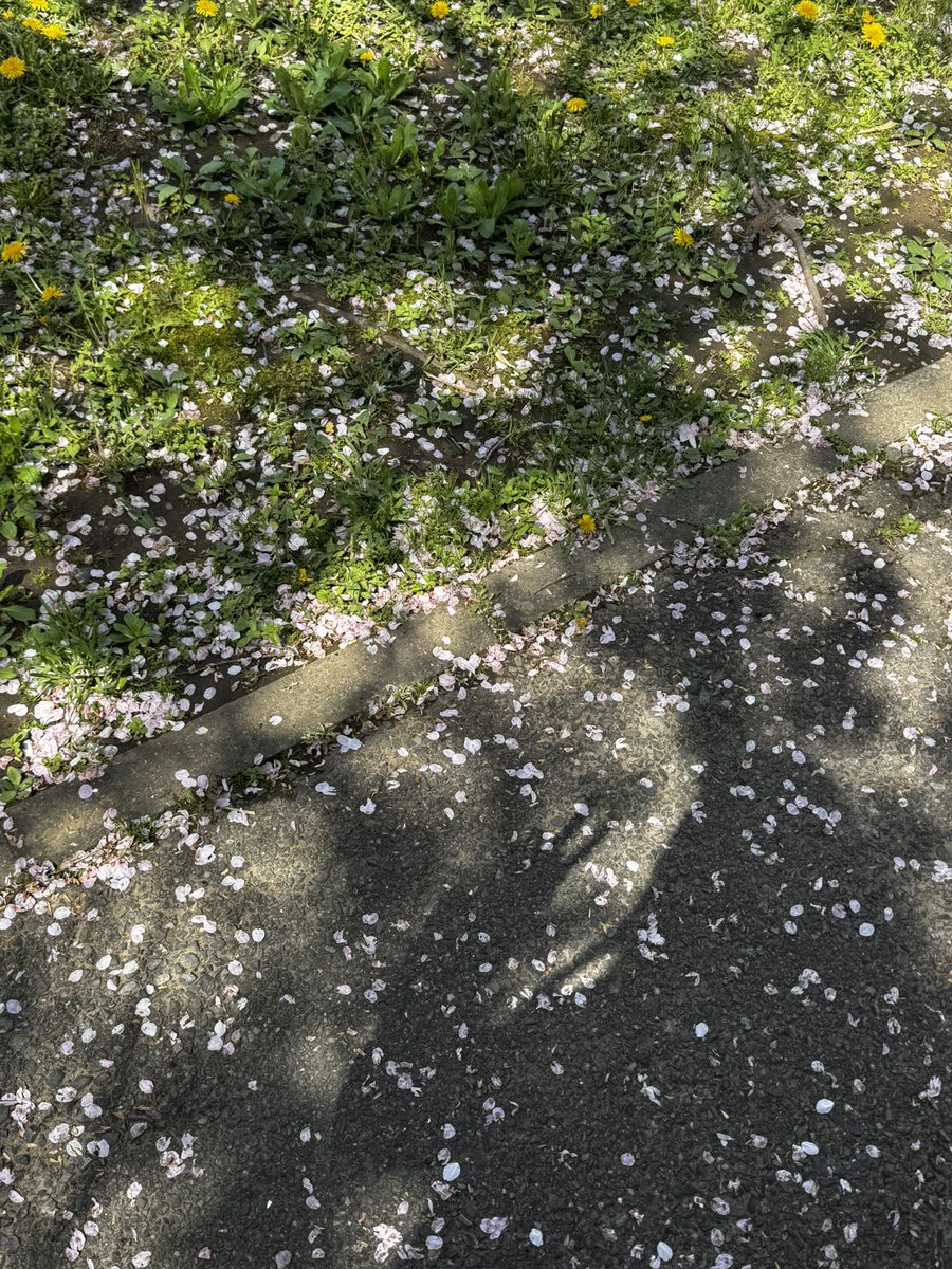 pittu(ぴっつ) tweet media