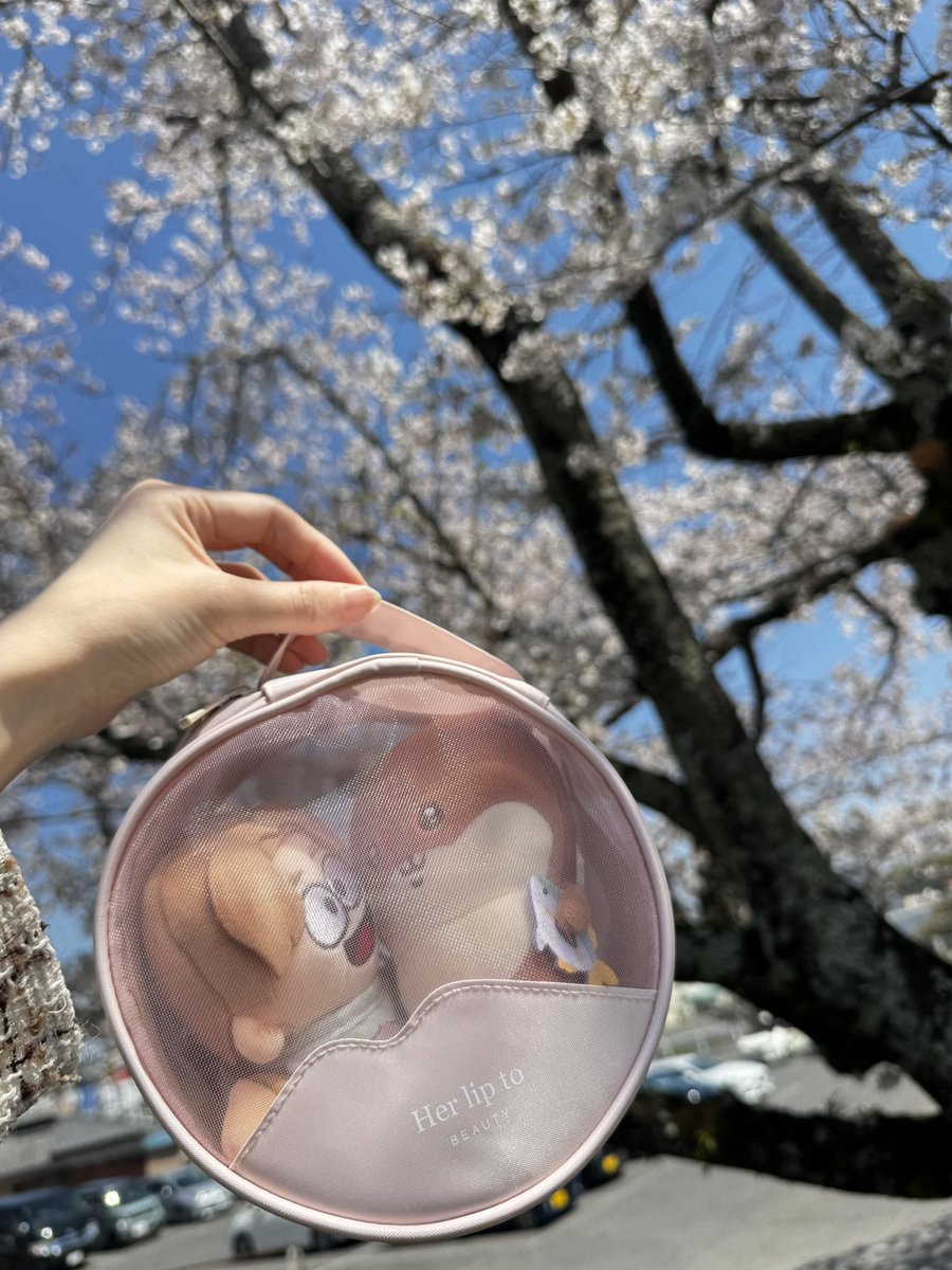 pittu(ぴっつ) tweet media