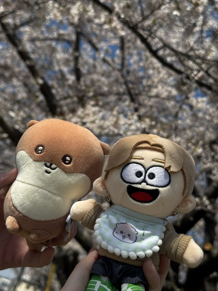 pittu(ぴっつ) tweet media