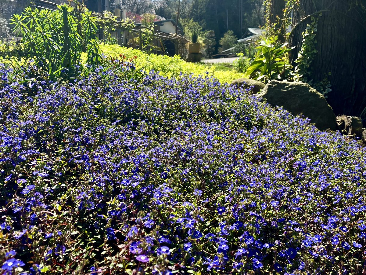 Sun- Flower❖Sol Flor tweet media