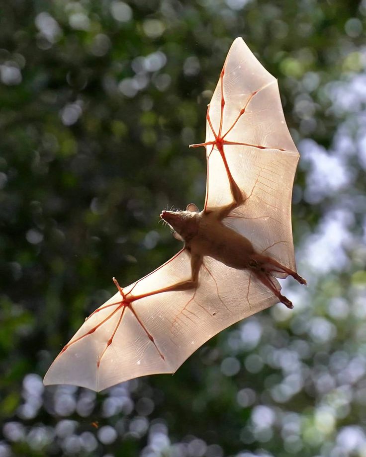 Instytut Stworków, Potworków i Przytulasków tweet media