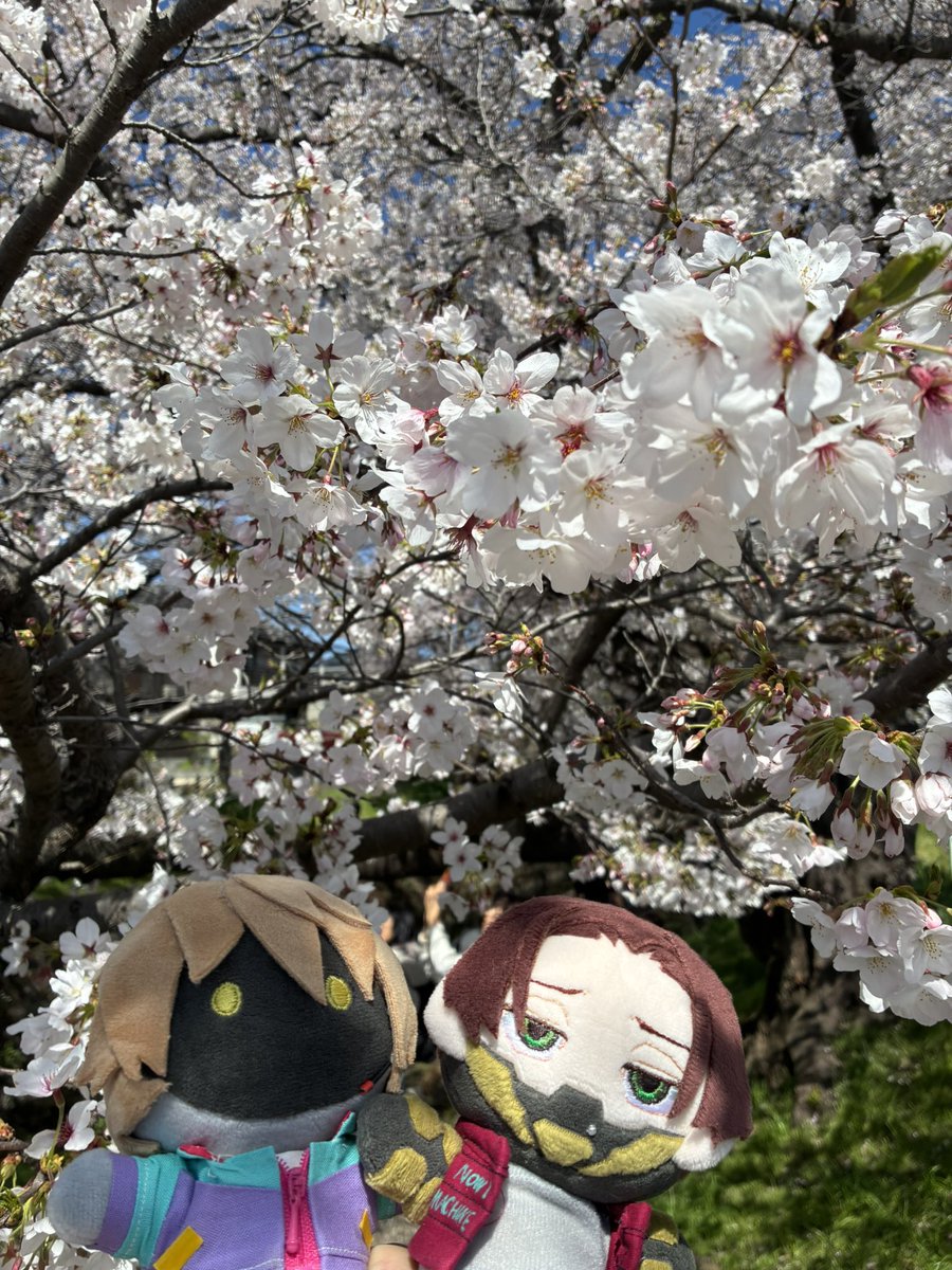 ねお@mlsb垢 tweet media