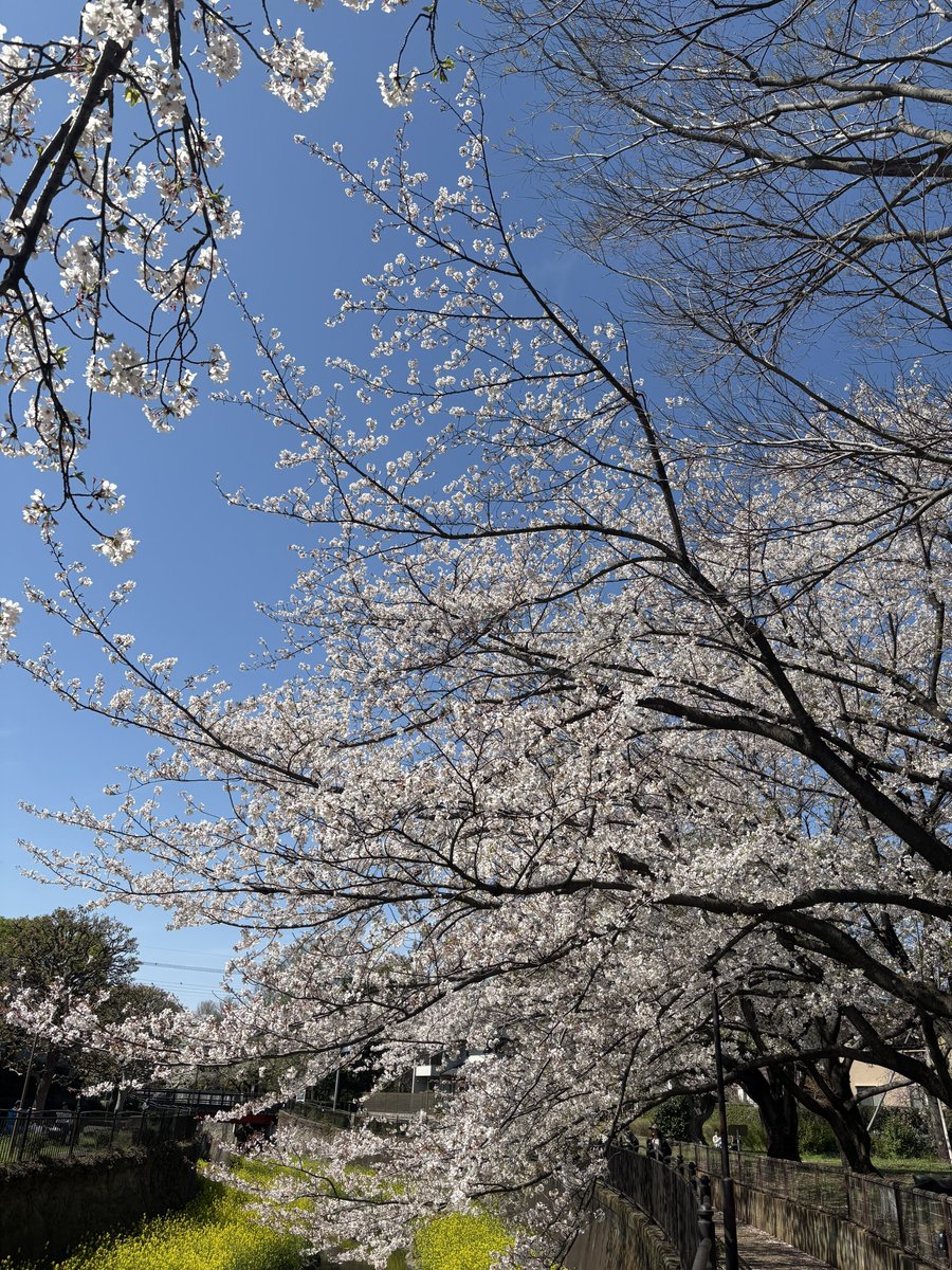 タリコ tweet media