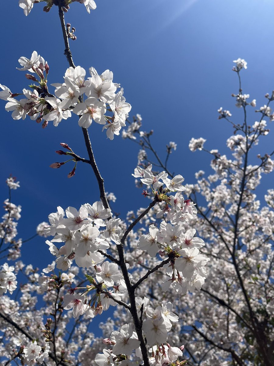 川渕かおり tweet media