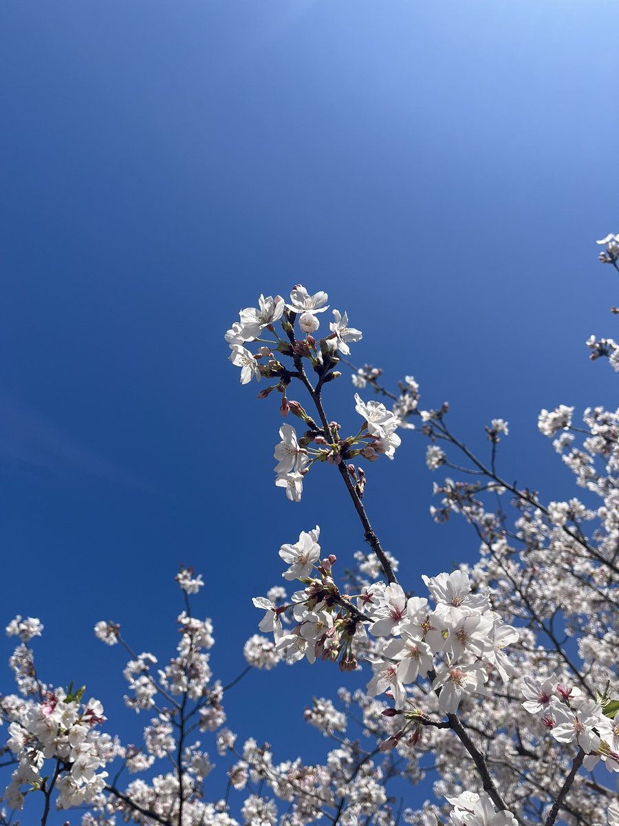 川渕かおり tweet media