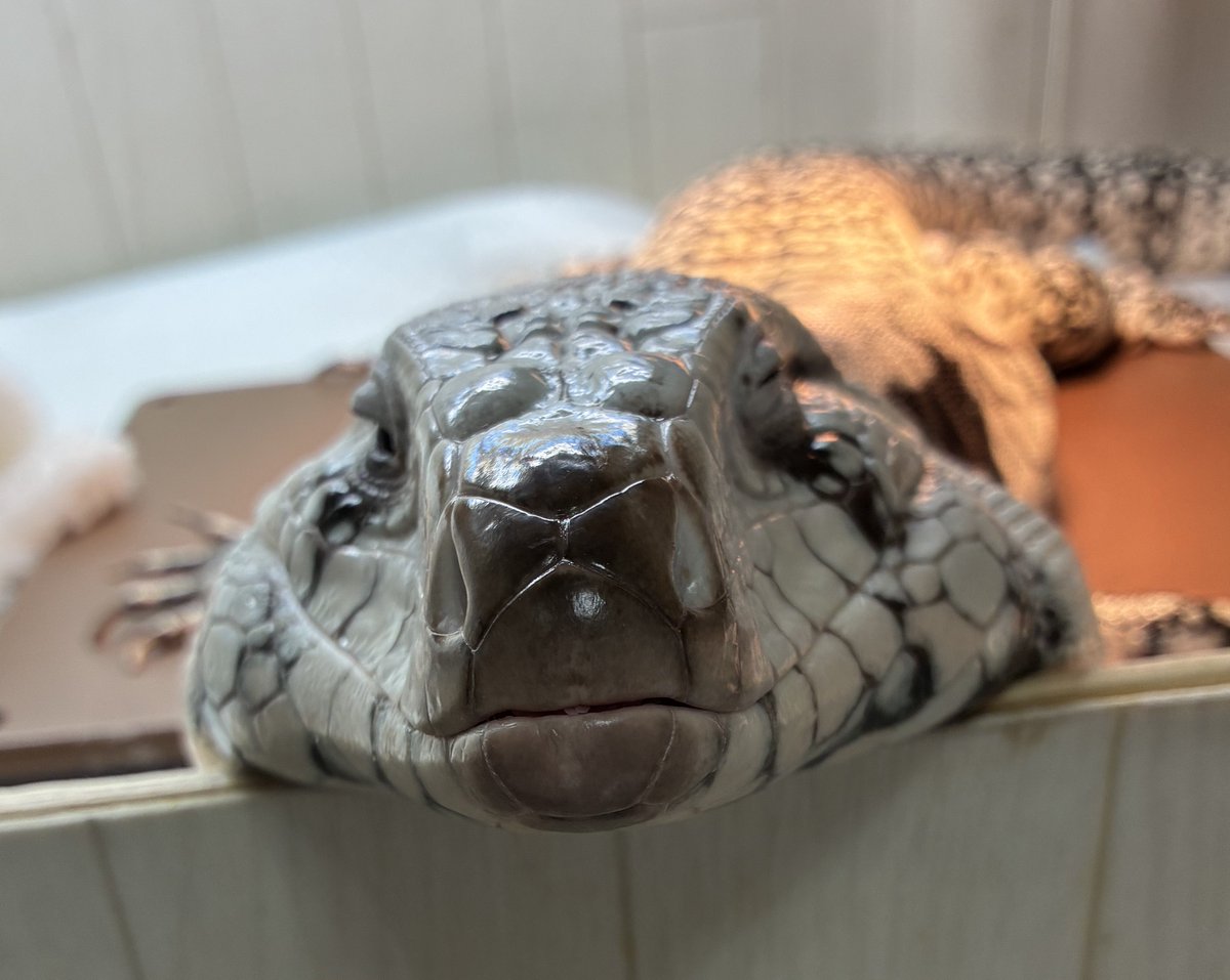 阿修羅さん tweet media