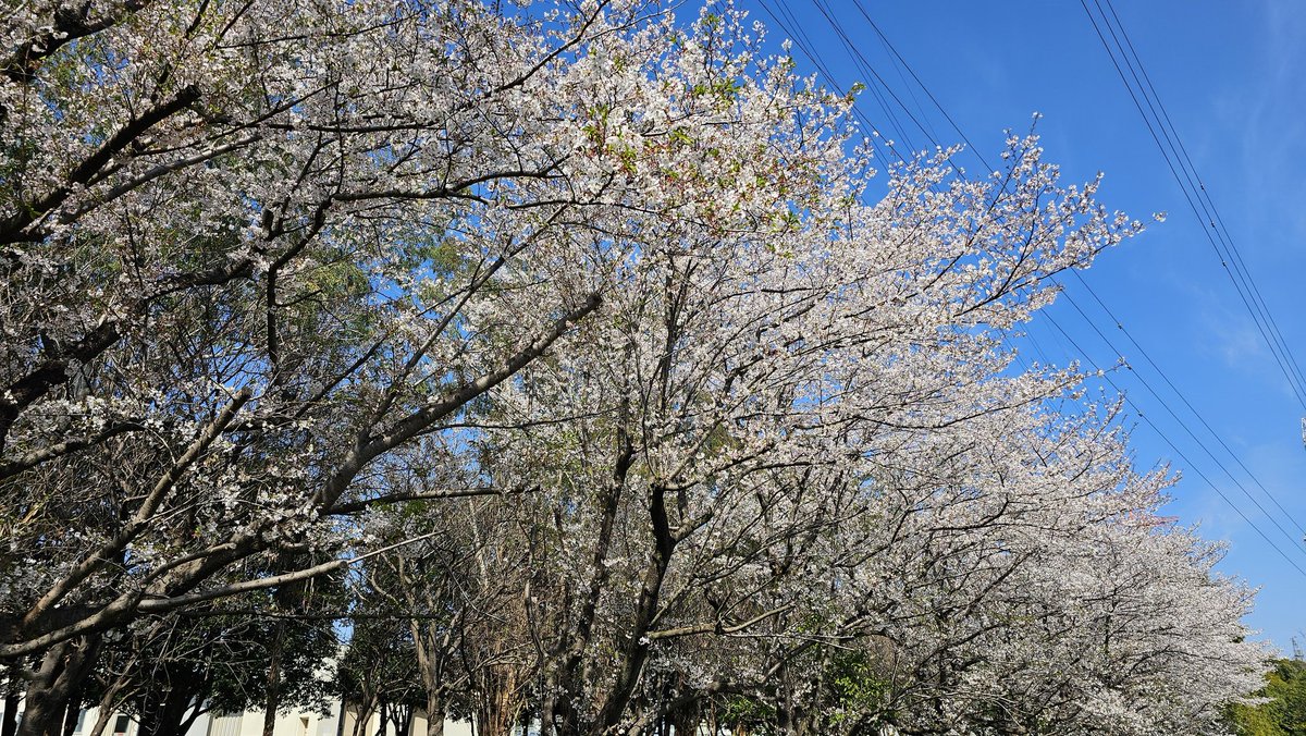 Masazon.cam tweet media