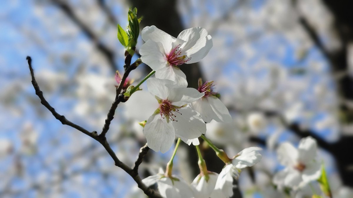 Masazon.cam tweet media