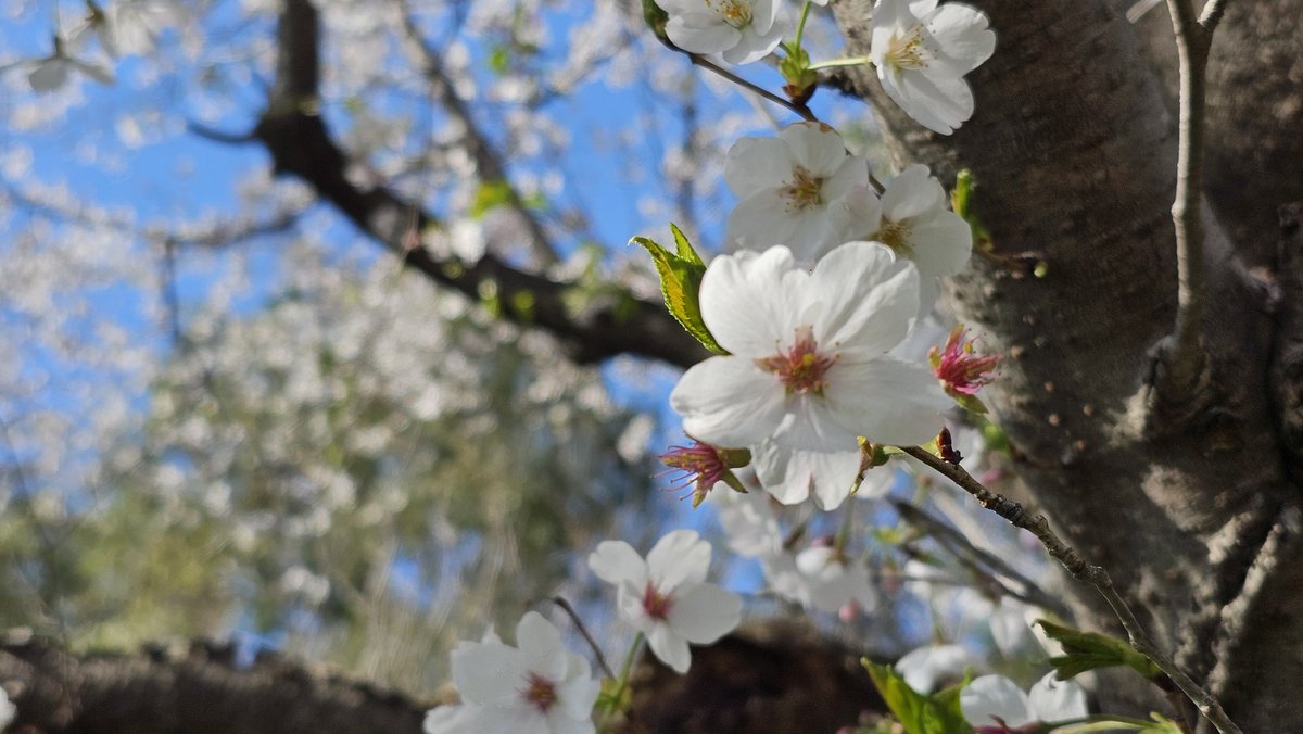 Masazon.cam tweet media