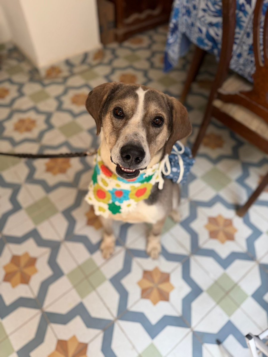 𝙷𝚎𝚕𝚊 𝙼𝚘𝚛𝚎 🐶 tweet media