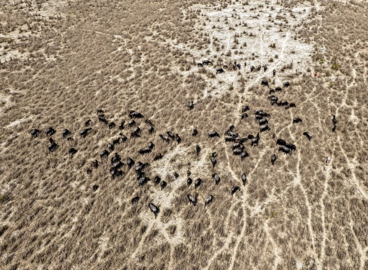 CRCiencia's tweet photo. Una manada de búfalos pasta en una isla sedimentaria en el río Brahmaputra cerca de Gaibandga, Bangladesh (Muhammad Amdad Hossain, 2026) https://t.co/27rNSlcRDH