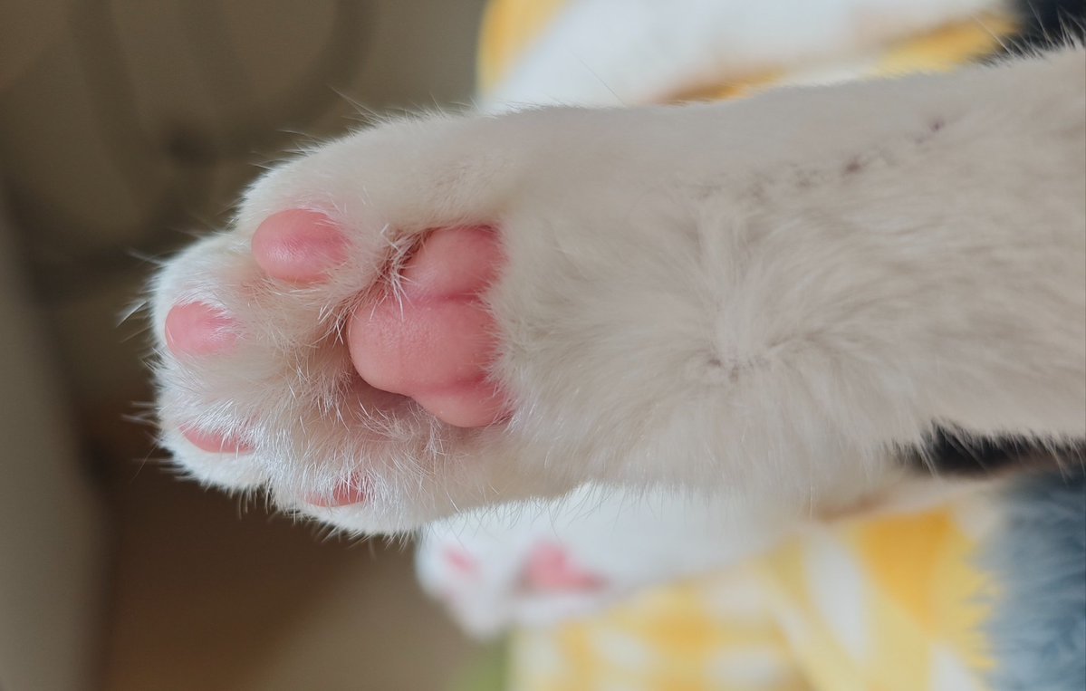 mojing—— tweet media