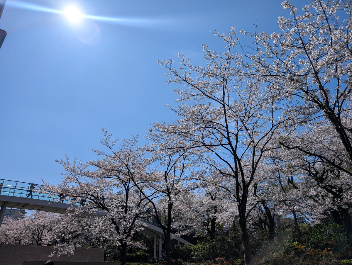 akimotorikopin's tweet image. 5時起きの撮影がお昼前に終わって
お弁当を頂いたので
1人お花見スタート🌸🌸🌸
今年はほぼ雨だから
今日は貴重だ☀
ハトさんケンカちゅ🕊️

#お花見 
#lunch 
#ハト 
#フォロワーさん募集中