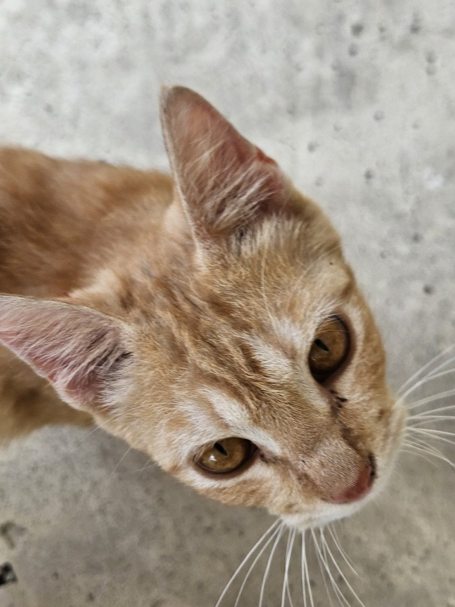 Ghost_O (Yun) tweet media