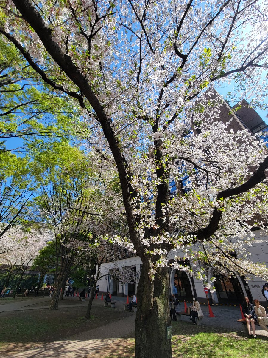 gaimas046's tweet photo. ご入学おめでとうございます！
Gm@sの教室での新歓は【4/6】から【輔仁会館402】で！ぜひお待ちしております
#春から学習院 https://t.co/9cbC60IybL