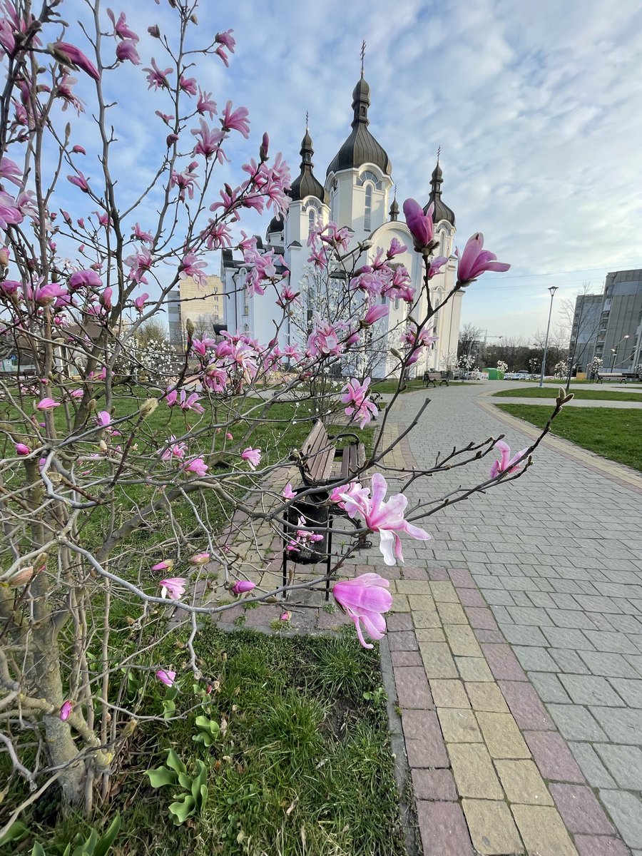 барвінкова tweet media